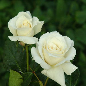 Krémfehér - teahibrid rózsa